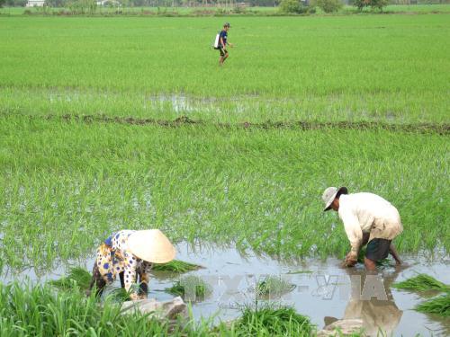 Đảm bảo đủ giống cho vụ Đông Xuân ở các tỉnh Nam Trung bộ ảnh 1